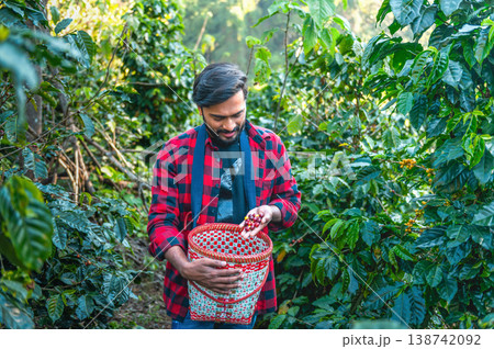 Man smiles while gathering coffee cherries 138742092