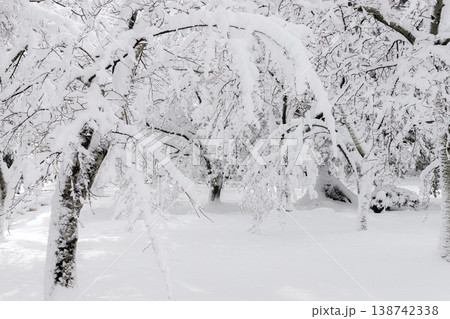 雪が積もった木 雪が積もった木 138742338