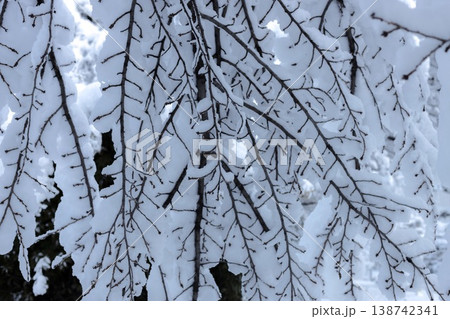雪の積もる木の枝 雪の積もる木の枝 138742341