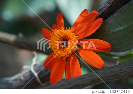 Zinnia Peruviana Flower Macro Shot Vibrant Orange Petals 138742419