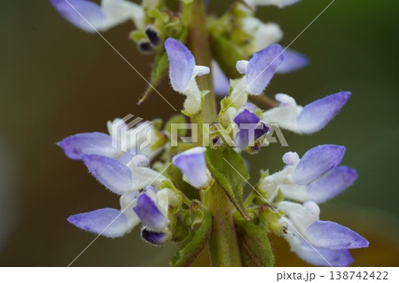Plectranthus Mona Lavender Plant Close Up Plectranthus Mona Lavender Plant Close Up 138742422
