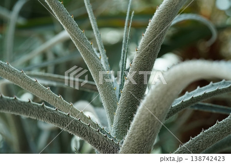Closeup of Decaryia madagascariensis plant Closeup of Decaryia madagascariensis plant 138742423