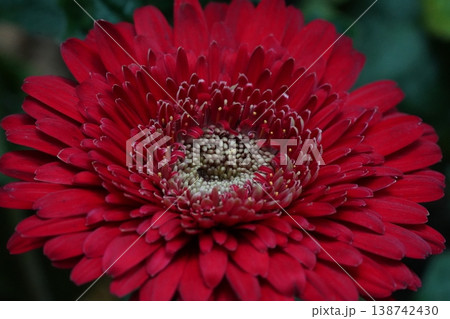 Close up of a Red Gerbera Daisy Bloom 138742430