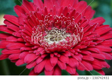 Close Up of a Red Gerbera Flower in Full Bloom 138742431