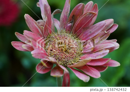 Macro Photograph of a Transvaal Daisy Flower Blossom 138742432