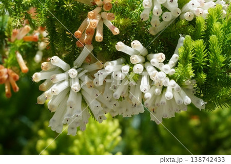 Erica plants with Tubular Flowers Close Up 138742433