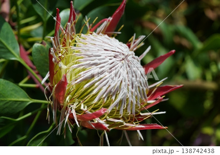 Beautiful Protea Flower Close Up View Beautiful Protea Flower Close Up View 138742438