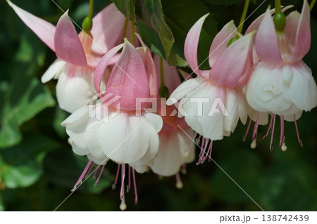 Beautiful Fuchsia Flowers in Full Bloom 138742439