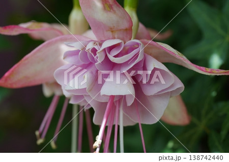 Delicate Fuchsia Flower Macro Close Up 138742440
