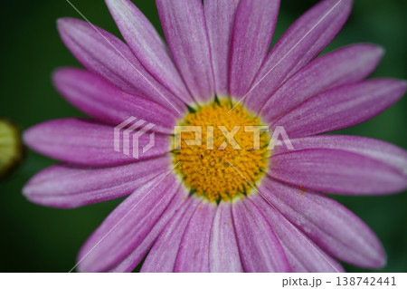 Closeup of a Beautiful Pink Marguerite Daisy Flower 138742441