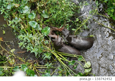 Two Smooth-coated Otters Playing in a Watery Environment 138742452