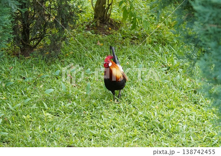 Colorful Rooster in Green Field Nature Scene Colorful Rooster in Green Field Nature Scene 138742455