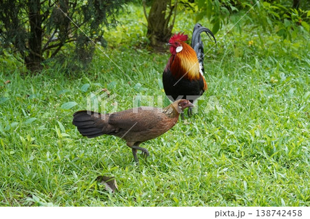 Beautiful Junglefowl in a Natural Habitat Beautiful Junglefowl in a Natural Habitat 138742458