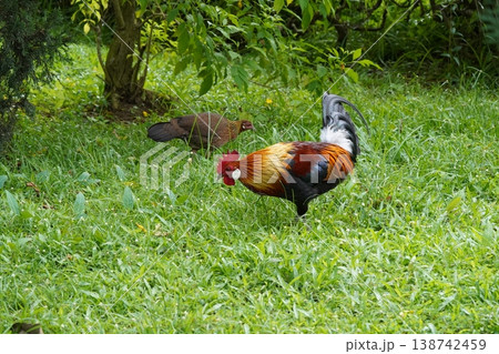 Two Junglefowl in Green Grass Field Nature Scene Two Junglefowl in Green Grass Field Nature Scene 138742459