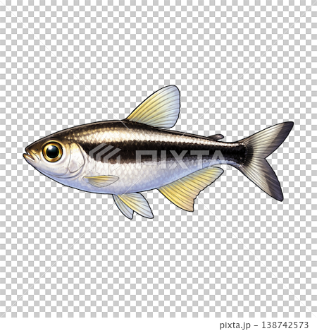 ペンギンテトラ 138742573