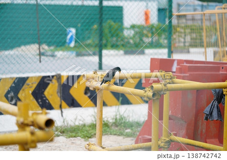 Myna Bird Perched on Yellow Construction Barrier Myna Bird Perched on Yellow Construction Barrier 138742742