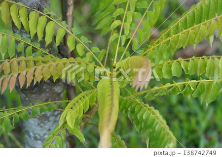 Close up of a Bilimbi Tree with Green Leaves Close up of a Bilimbi Tree with Green Leaves 138742749