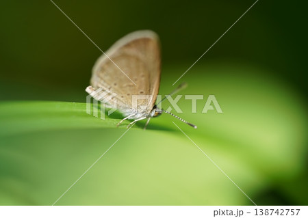 Tiny Butterfly on Green Leaf Macro Photo Tiny Butterfly on Green Leaf Macro Photo 138742757