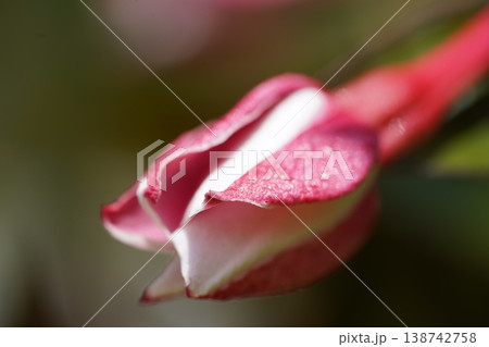 Pink Flower Bud Close Up Nature Photography 138742758