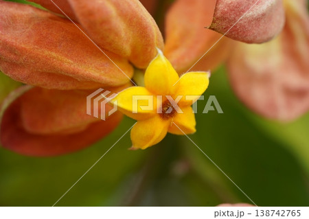 Mussaenda flower close up bright floral beauty Mussaenda flower close up bright floral beauty 138742765