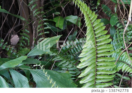 Tropical Ferns and Lush Greenery in Forest Setting 138742778