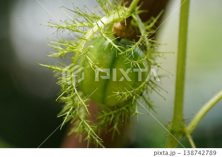 Fetid Passionflower Fruit Growing Detail Close Up Fetid Passionflower Fruit Growing Detail Close Up 138742789