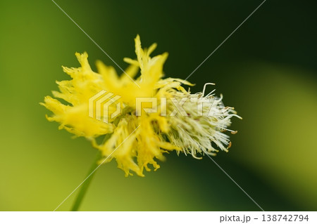 Close Up of a Yellow and White Flower 138742794