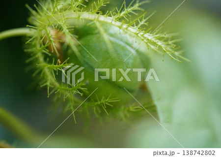 Fetid Passionflower Fruit Closeup Green Plant 138742802