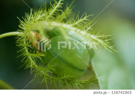 Close Up of a Passiflora foetida Plant Seed Close Up of a Passiflora foetida Plant Seed 138742803