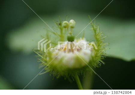 Passiflora foetida Flower Close Up Green Background Passiflora foetida Flower Close Up Green Background 138742804