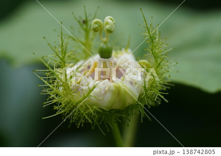 White Passionflower Blooming Close Up Exotic Plant 138742805