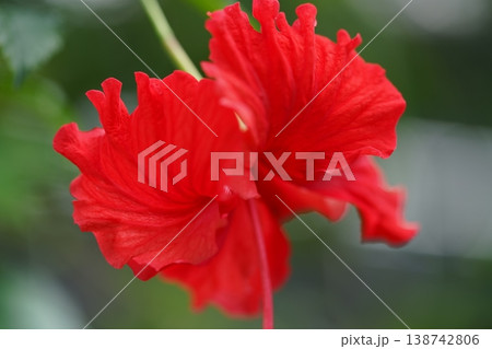 Vibrant Red Hibiscus Blossom Close Up Photography Vibrant Red Hibiscus Blossom Close Up Photography 138742806