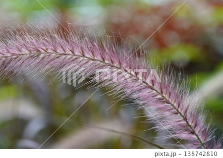 Ornamental Grass Close Up Nature Photography Ornamental Grass Close Up Nature Photography 138742810