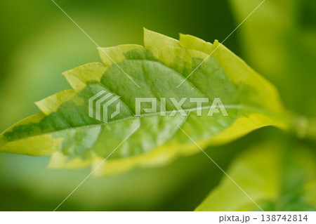 Close up of green and yellow Duranta erecta plant leaf Close up of green and yellow Duranta erecta plant leaf 138742814