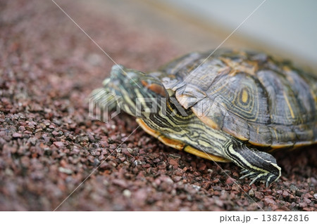 Red Eared Slider Turtle Close Up Reptile Portrait 138742816