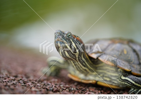 Red Eared Slider Turtle Close Up 138742820