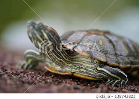 Red Eared Slider Turtle Close Up 138742823
