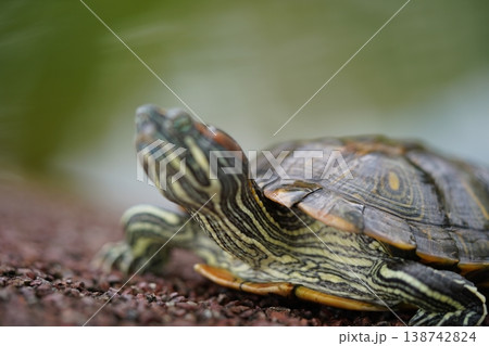 Red Eared Slider Turtle Close Up Portrait 138742824