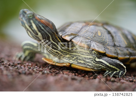 Red Eared Slider Turtle Close Up Nature 138742825