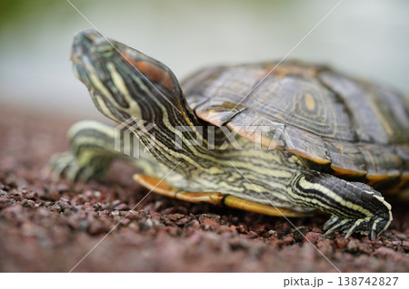 Red Eared Slider Turtle Close Up Animal Portrait 138742827