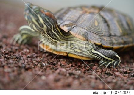 Red Eared Slider Turtle Portrait Close Up Red Eared Slider Turtle Portrait Close Up 138742828