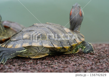 Red Eared Slider Turtle Close Up Pond Environment Red Eared Slider Turtle Close Up Pond Environment 138742829