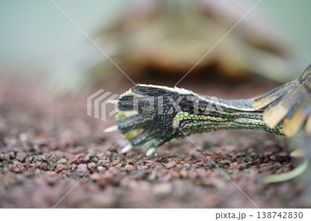 Turtle Foot Close Up Macro Shot Reptile Wildlife Turtle Foot Close Up Macro Shot Reptile Wildlife 138742830