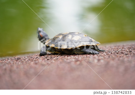 Red Eared Slider Turtle Resting Near Green Pond 138742833