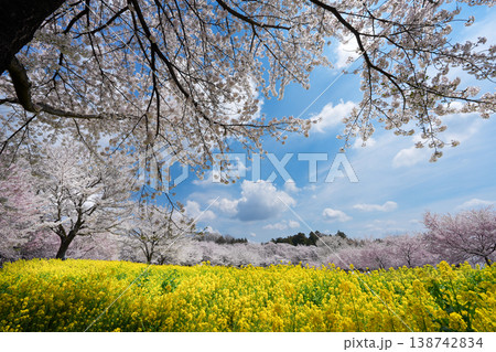 桜と菜の花と青空 春の花畑に広がる満開の風景 桜と菜の花と青空 春の花畑に広がる満開の風景 138742834