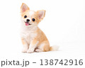 お座りしたチワワの子犬 お座りしたチワワの子犬 138742916
