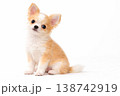 お座りしたチワワの子犬 お座りしたチワワの子犬 138742919