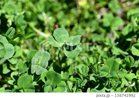 四葉のクローバー 138742992