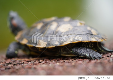 Red Eared Slider Turtle Close Up Photography 138743078