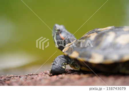 Red Eared Slider Turtle basking in the Sun Red Eared Slider Turtle basking in the Sun 138743079